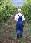 Idén hiánycikk lesz a magyar bor? Így látják a gazdák
